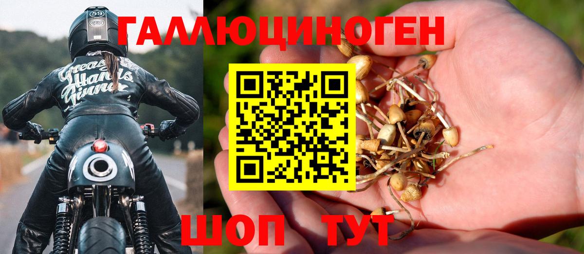 Псилоцибиновые грибы прущие грибы Сочи